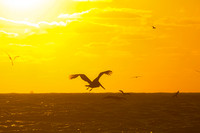 Nature/Wildlife